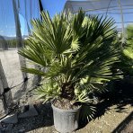Palmička nízka (Chamaerops Humilis) ´VULCANO´ - výška 80-90 cm, kont. C18L (-14°C)